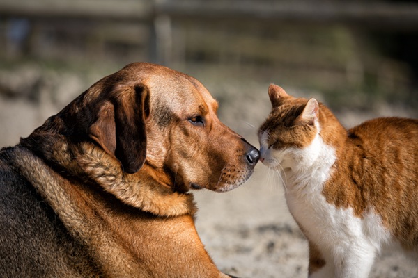 Understanding Behavior